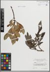Foto von Salix hastata L.
